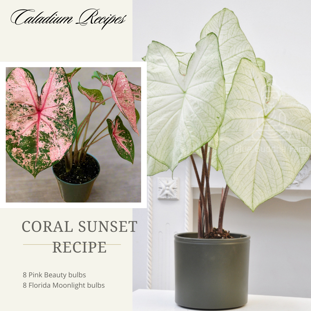 'Coral Sunset" Caladium Recipe (16 Bulbs)