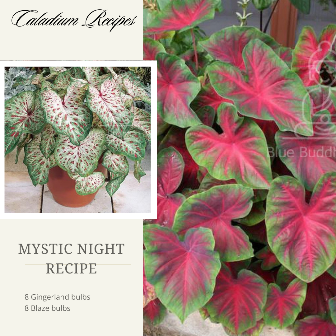 'Mystic Night' Caladium Recipe - (16 Bulbs)