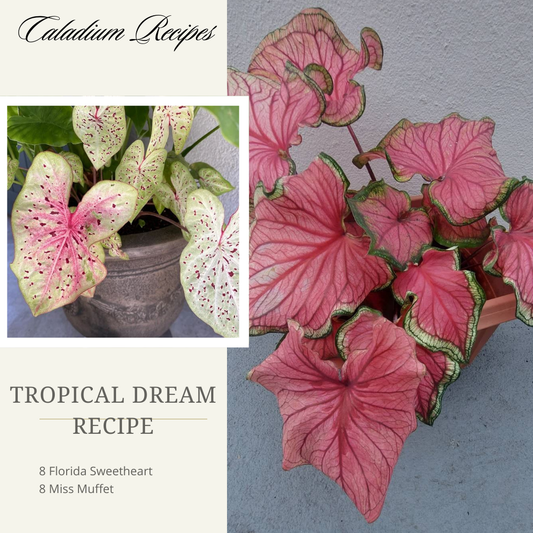 'Tropical Dream' Caladium Recipe -  (16 Bulbs)