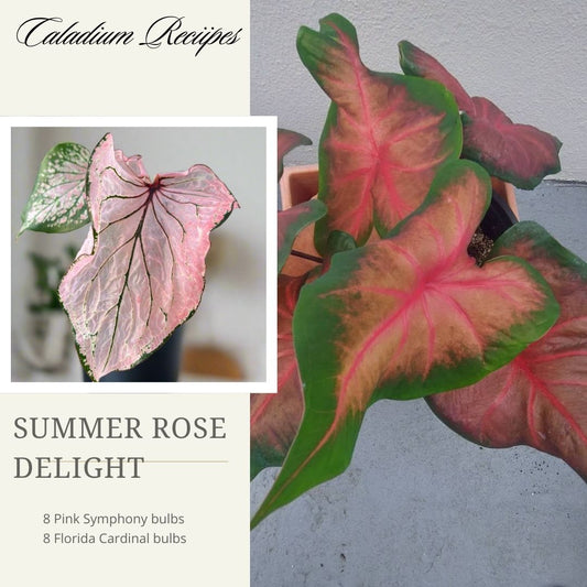 "Summer Rose Delight" Caladium Recipe - (16 Premium Bulbs)