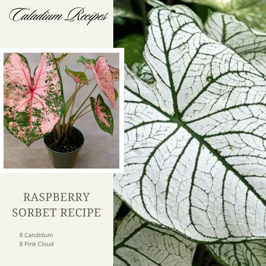 'Raspberry Sorbet' Caladium Recipe - (16 Bulbs)