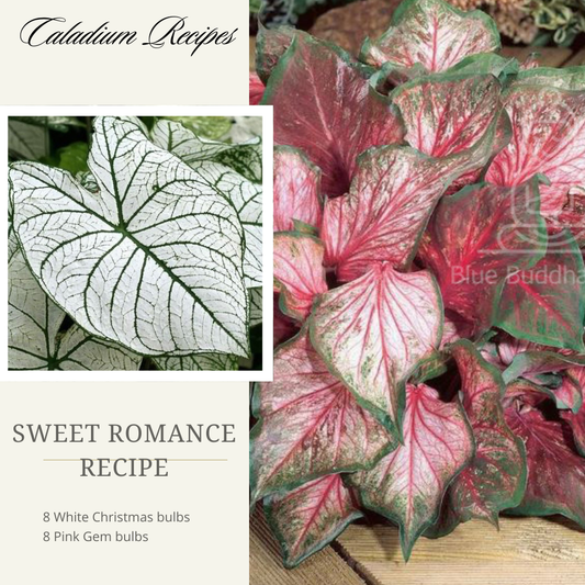 'Sweet Romance" Caladium Recipe - (16 Bulbs)