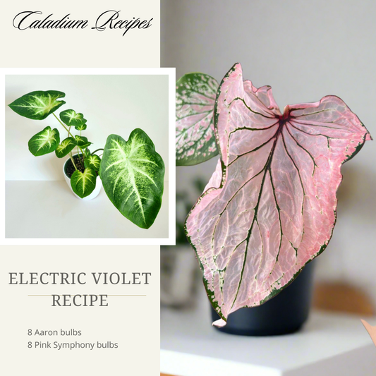 'Electric Violet" Caladium Recipe - 16 Bulbs