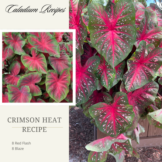 'Crimson Heat' Caladium Recipe - (16 Bulbs)