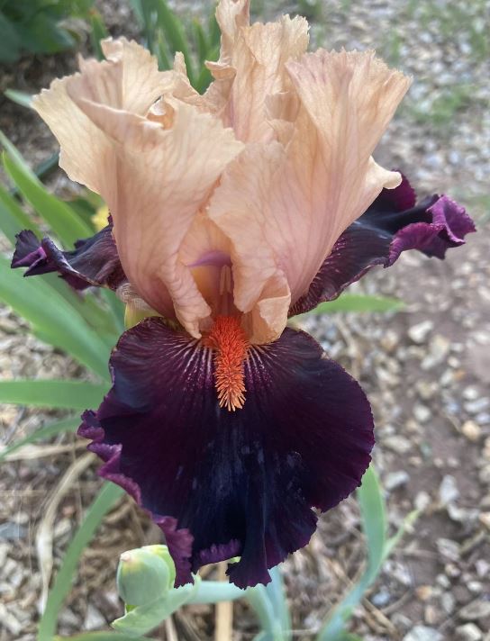 Iris Petalpalooza-Blue Buddha Farm