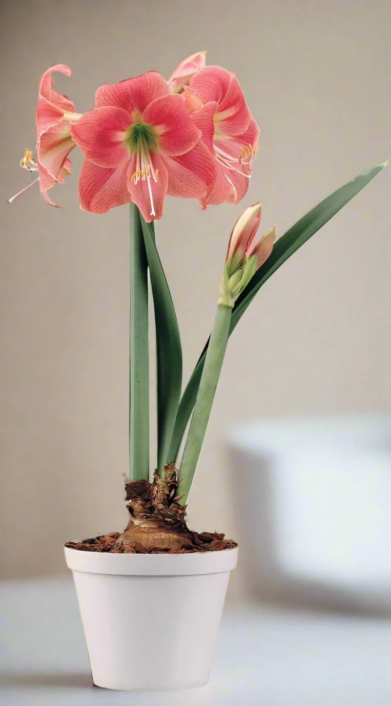 A beautiful Amalfi amaryllis plant in full bloom, available from Blue Buddha Farm, with striking two-tone petals perfect for any garden