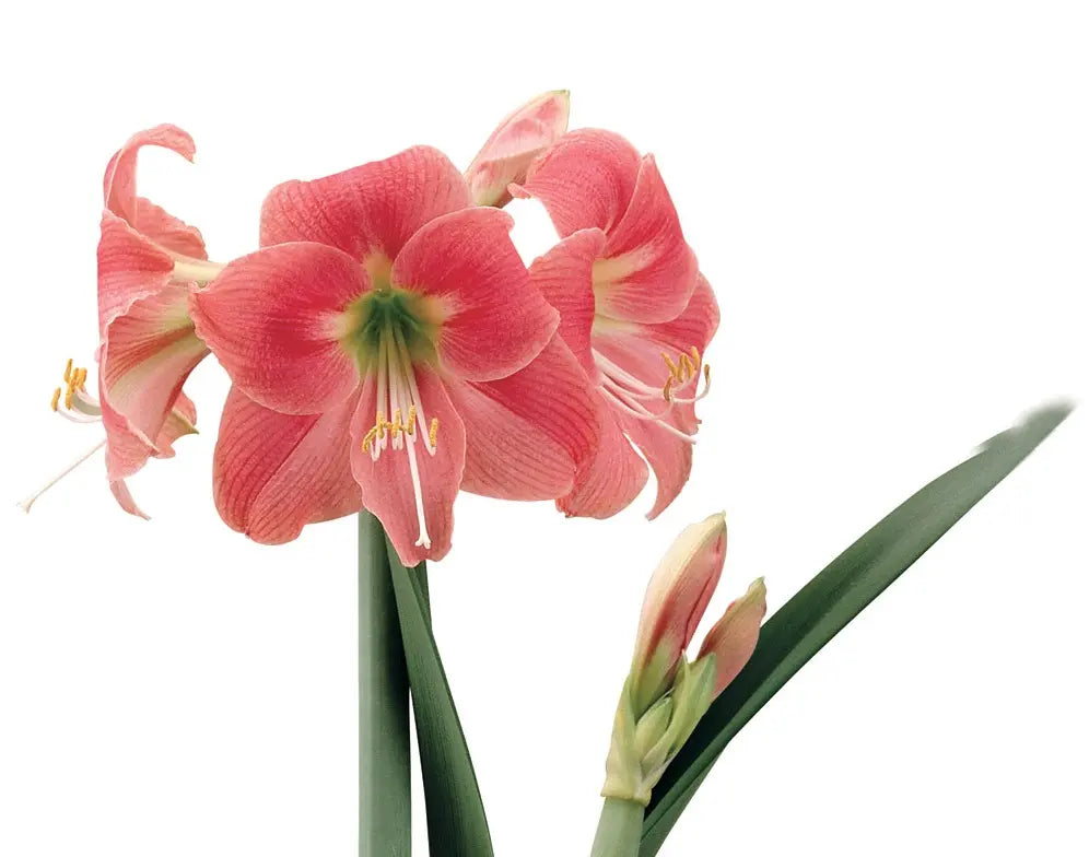 Single Amalfi amaryllis flower from Blue Buddha Farm, with soft coral tones and elegant trumpet-shaped blooms displayed in a decorative pot