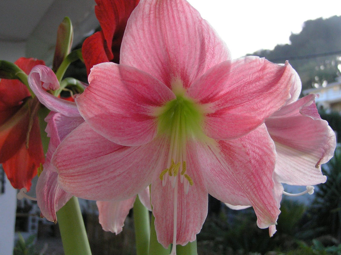 Vibrant Amalfi amaryllis plant in bloom from Blue Buddha Farm, with coral and white flowers radiating in the sunlight, perfect for gift giving