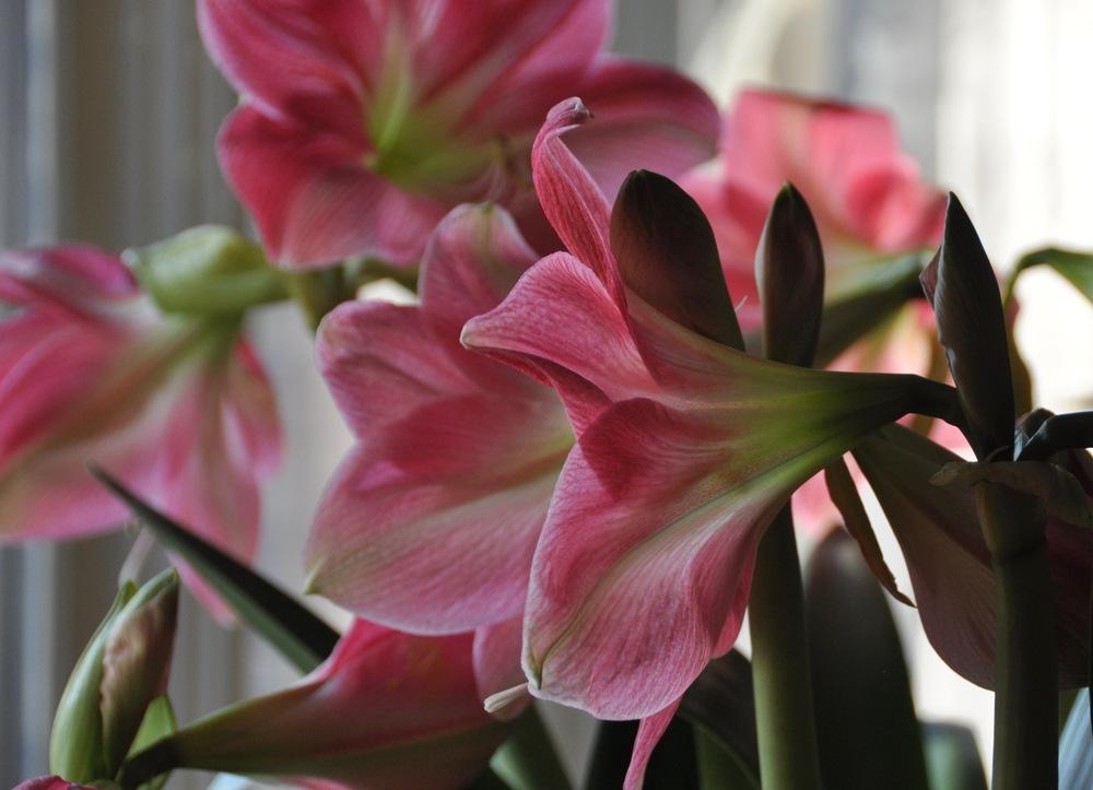 A cluster of Amalfi amaryllis flowers in various stages of bloom, offered by Blue Buddha Farm, ideal for adding a bold, tropical feel to any home or garden