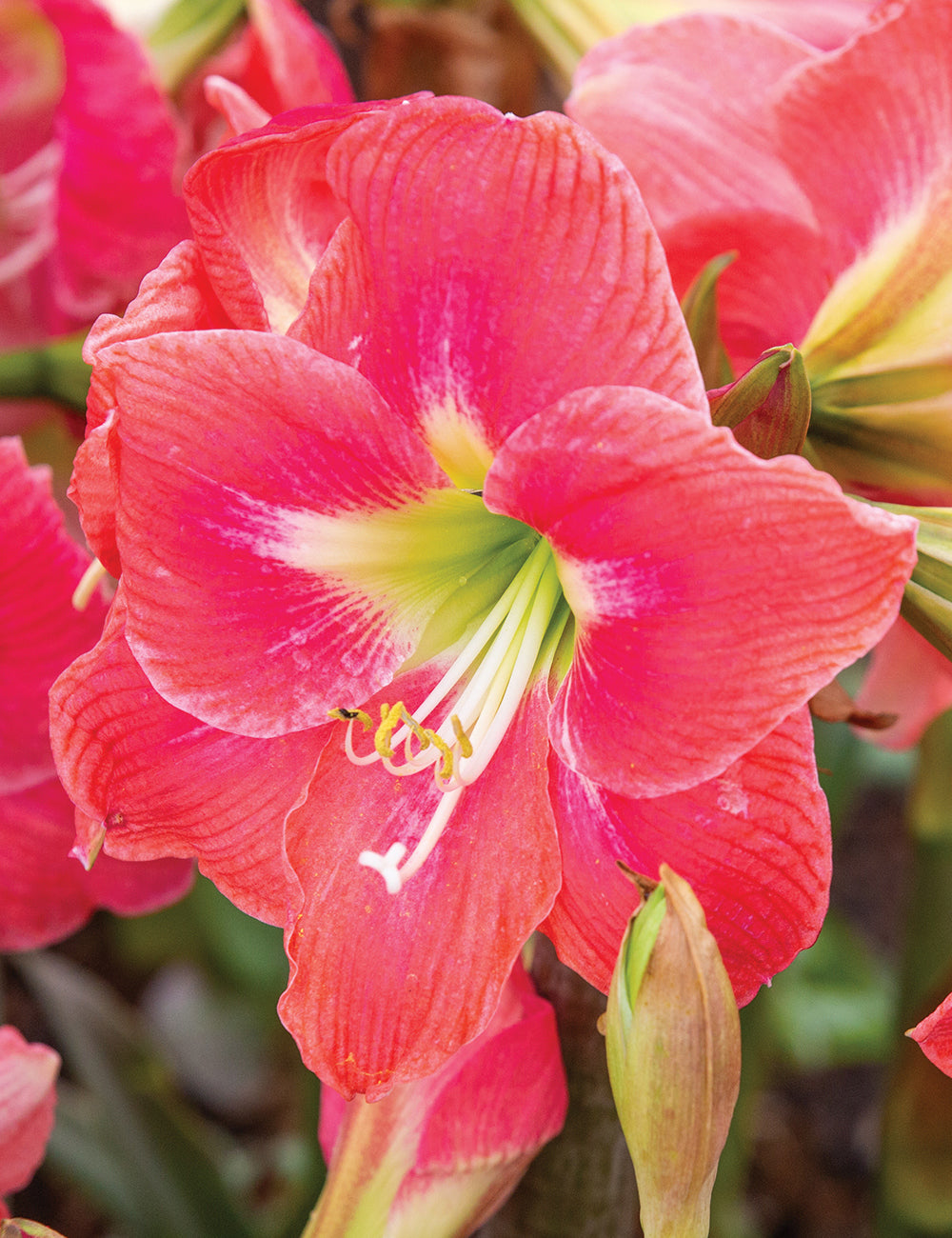 Amalfi amaryllis from Blue Buddha Farm in full bloom, featuring vibrant coral and white petals, perfect for adding elegance to any indoor or outdoor setting