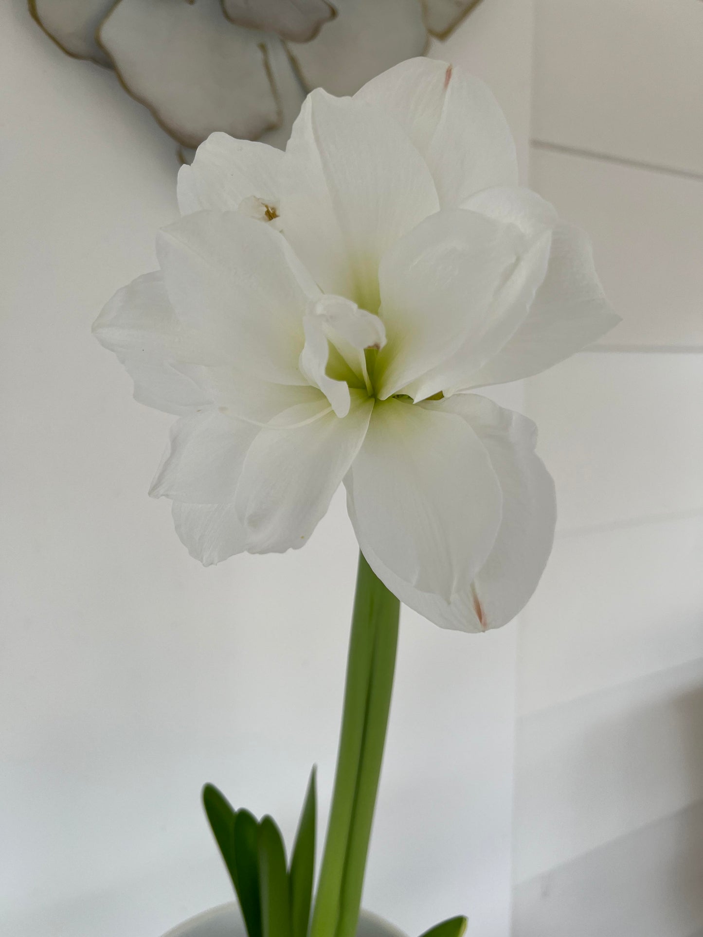 Preorder Amaryllis 'Alfresco' – Winter White Elegance (Bulb Size 24/26) - Blue Buddha Farm