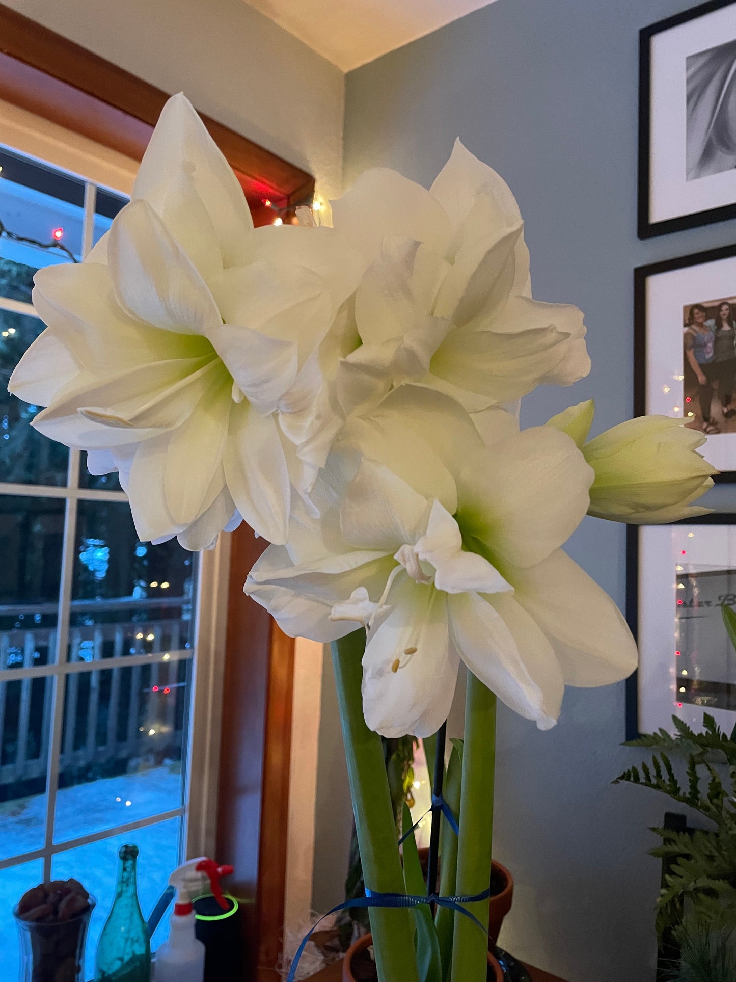 Preorder Amaryllis 'Alfresco' – Winter White Elegance (Bulb Size 24/26) - Blue Buddha Farm