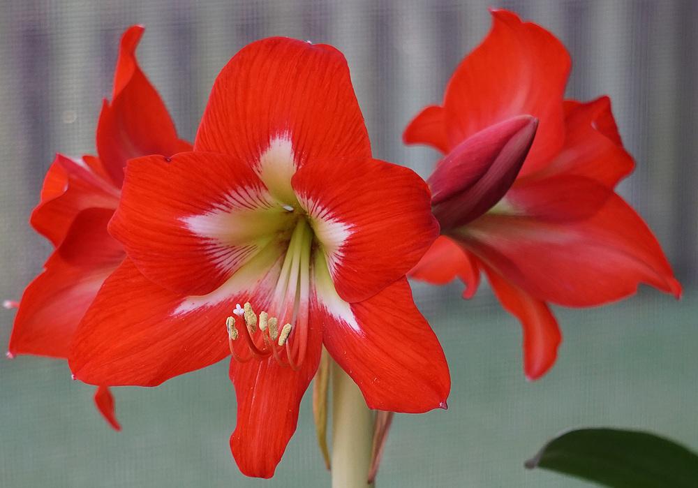 A vibrant bright spark amaryllis flower in full bloom, showcasing its bold red petals with white streaks