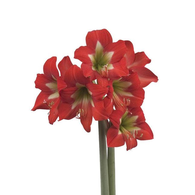 A close-up of a bright spark amaryllis, highlighting its striking coloration and intricate petal details, with dew drops glistening in the morning light.
