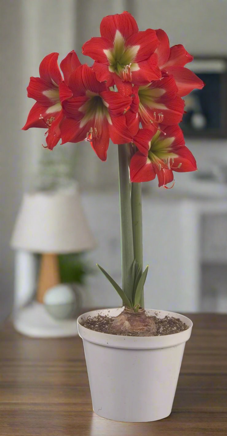 An arrangement of bright spark amaryllis blooms in a vase, emphasizing their dramatic red and white contrast