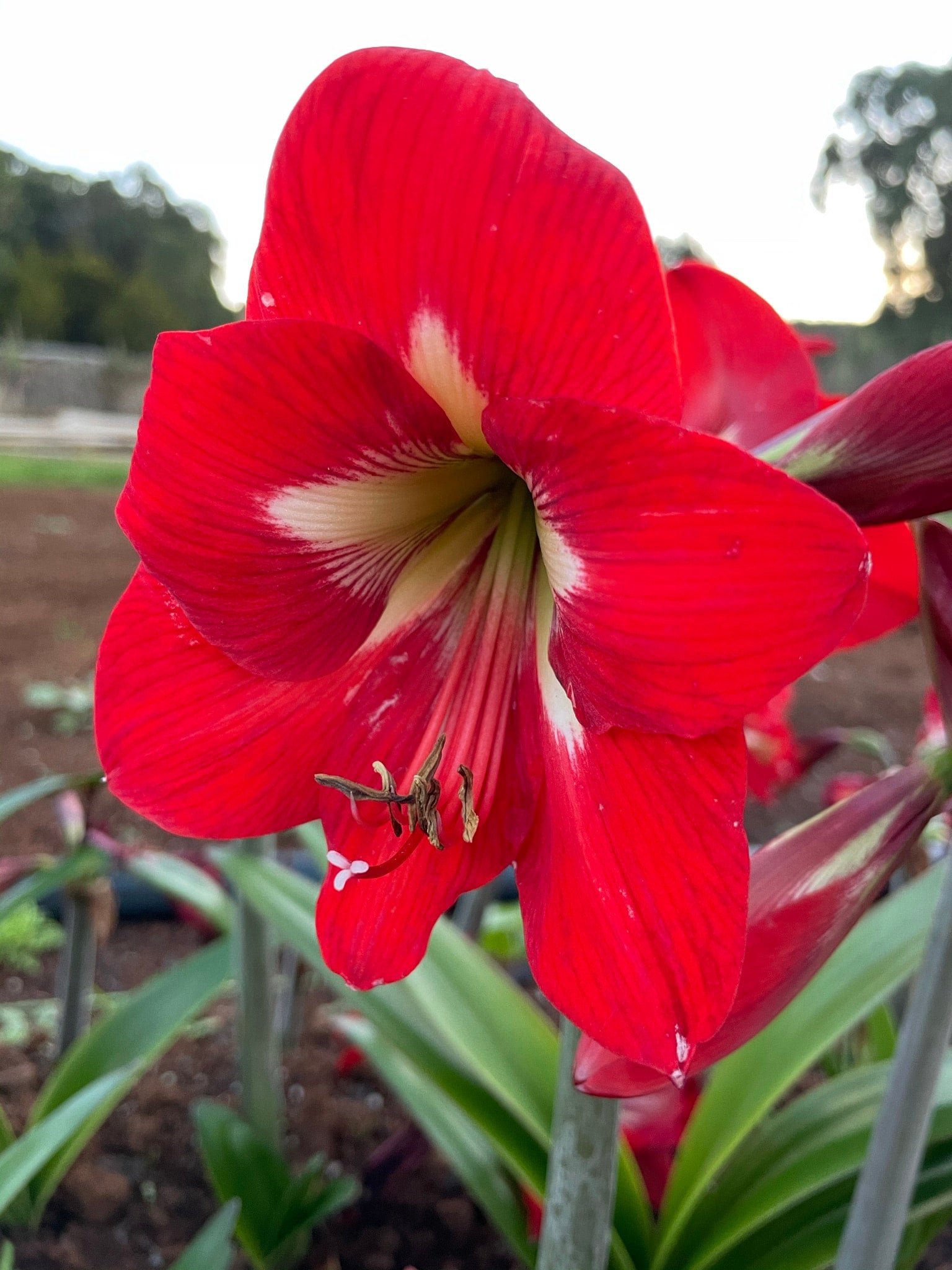 A bright spark amaryllis plant in a garden setting, featuring multiple flowers open and reaching towards the sunlight, creating a stunning visual display.