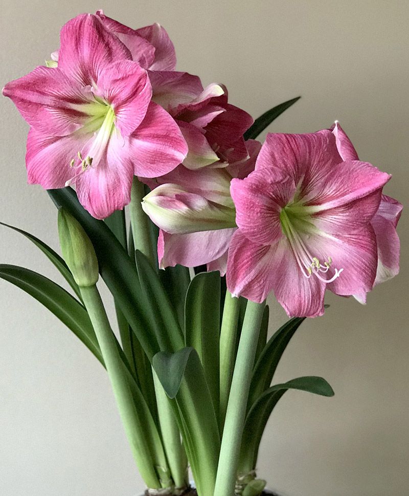 A close-up of a candy floss amaryllis flower, showcasing its soft pink petals with delicate white accents, creating a fluffy, candy-like appearance.