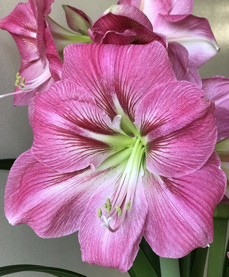 A vibrant arrangement of candy floss amaryllis blooms in a decorative vase, highlighting their pastel colors and lush green leaves for a cheerful display.
