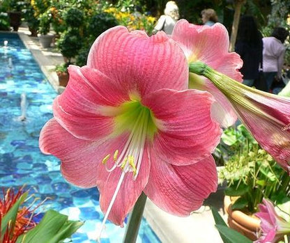 A single candy floss amaryllis stalk in full bloom, standing tall against a blurred garden background, capturing the light and soft hues of the petals.