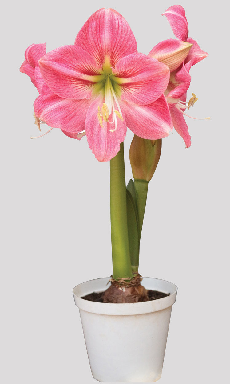 A group of candy floss amaryllis flowers with several blossoms open, creating a delightful and whimsical atmosphere.