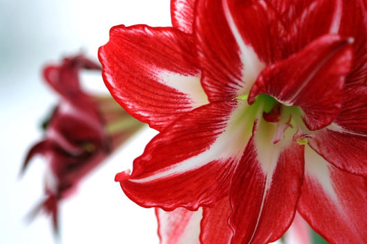 A captivating Christmas Star amaryllis plant from Blue Buddha Farm illuminated by soft lighting, emphasizing its dramatic blooms and creating a warm, inviting atmosphere perfect for the festive season.