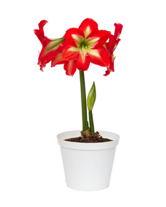 Amaryllis Christmas Star-Blue Buddha Farm