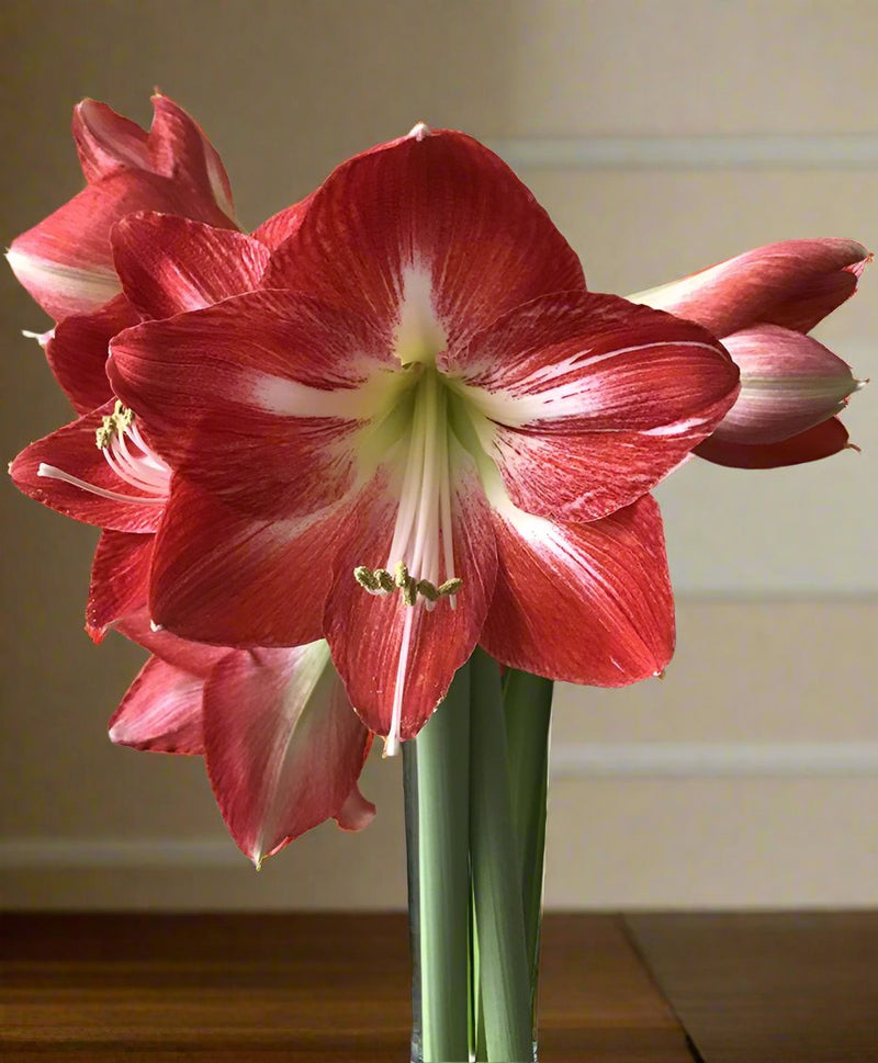 Amaryllis Cocktail-Blue Buddha Farm