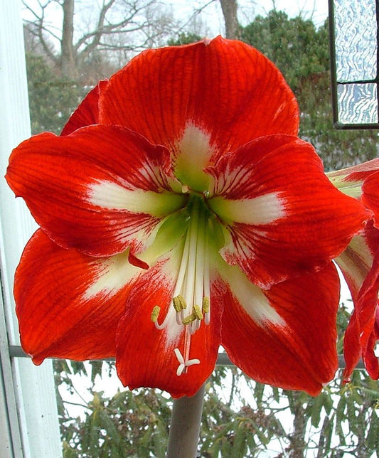 A close-up view of a cocktail amaryllis bloom from Blue Buddha Farm, highlighting the intricate petal textures and vivid hues, reminiscent of a vibrant sunset.