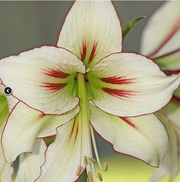 A close-up view of a Dragonfly Amaryllis bloom from Blue Buddha Farm, showcasing its intricate petal details and striking colors that evoke the enchanting beauty of nature.