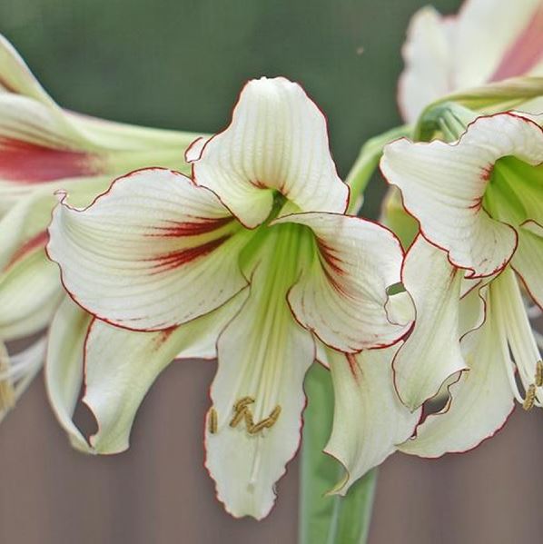 An elegant arrangement of Dragonfly Amaryllis flowers from Blue Buddha Farm in a contemporary vase, artfully displayed to highlight their vibrant hues and delicate form, perfect for adding a touch of sophistication to any space