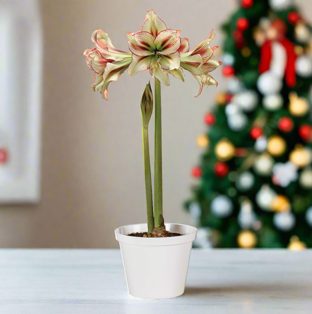 A mesmerizing Dragonfly Amaryllis from Blue Buddha Farm in full bloom, featuring its unique blend of deep red and golden-yellow petals, radiating a sense of exotic elegance against a lush green backdrop