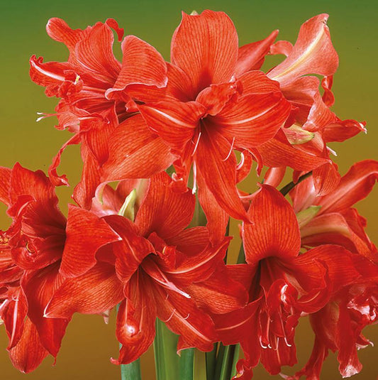 A dynamic display of Fanfare Amaryllis from Blue Buddha Farm in a garden setting, with the red flowers reaching towards the sky, symbolizing vitality and renewal.