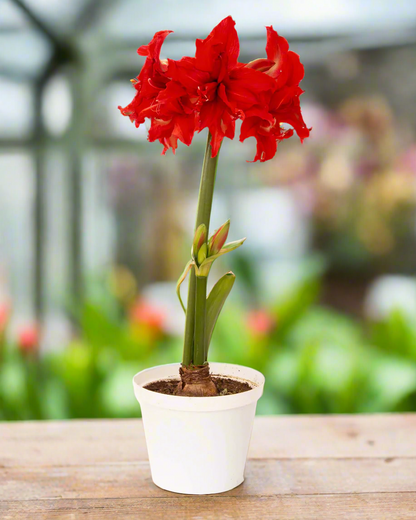 A single Fanfare Amaryllis flower from Blue Buddha Farm set against a softly blurred backdrop, emphasizing its dramatic red petals and the elegance of its form.