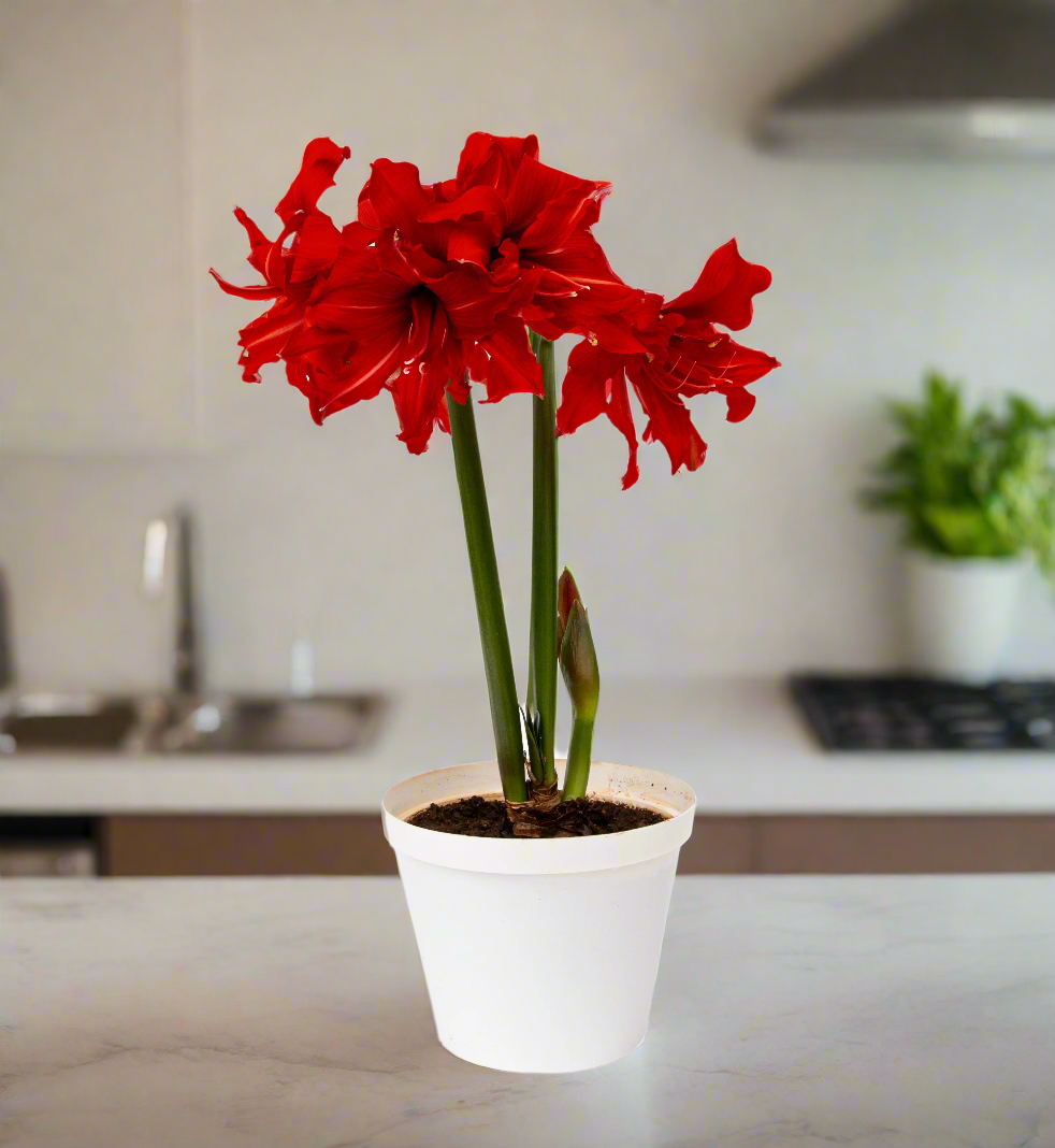 Amaryllis Fanfare-Blue Buddha Farm