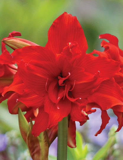 A captivating image of multiple Fanfare Amaryllis blooms from Blue Buddha Farm, arranged together to form a breathtaking centerpiece that embodies the essence of spring.