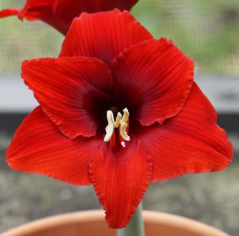 A close-up view of a Fire Dancer Amaryllis bloom from Blue Buddha Farm, highlighting the intricate petal patterns and the dynamic color gradients that evoke a sense of passion and energy.