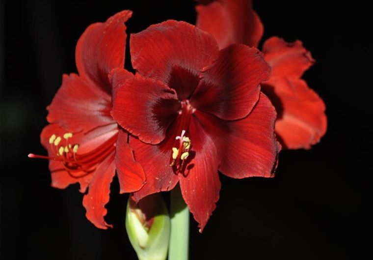 A single Fire Dancer Amaryllis flower from Blue Buddha Farm set against a softly blurred background, emphasizing its dramatic orange and red hues and the elegance of its form