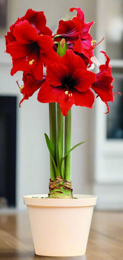 A sophisticated bouquet featuring Fire Dancer Amaryllis from Blue Buddha Farm, beautifully combined with complementary seasonal flowers to create an eye-catching floral arrangement