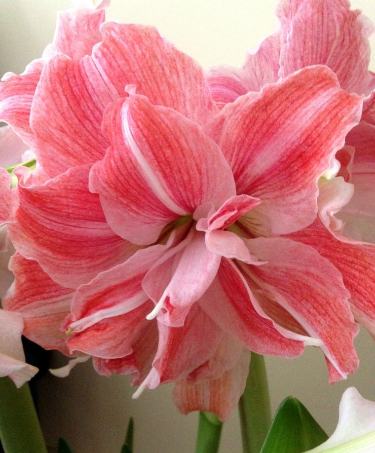 A romantic First Love Amaryllis from Blue Buddha Farm in full bloom, showcasing its delicate pink petals with soft white highlights, evoking a sense of tenderness and affection.