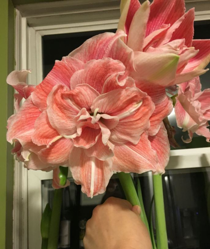 A close-up view of a First Love Amaryllis bloom from Blue Buddha Farm, highlighting the intricate petal textures and gentle color gradients that symbolize romance and beauty.