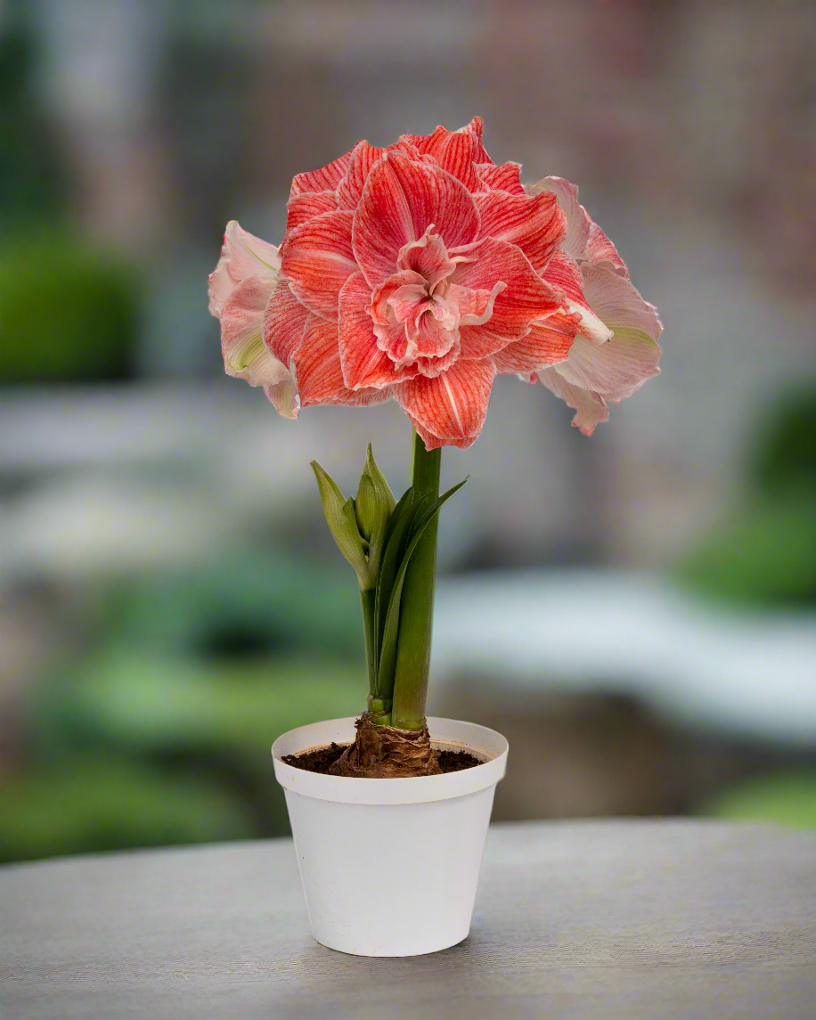 A First Love Amaryllis plant from Blue Buddha Farm basking in natural light, showcasing its lush pink blooms and vibrant green leaves, creating a warm and inviting atmosphere.