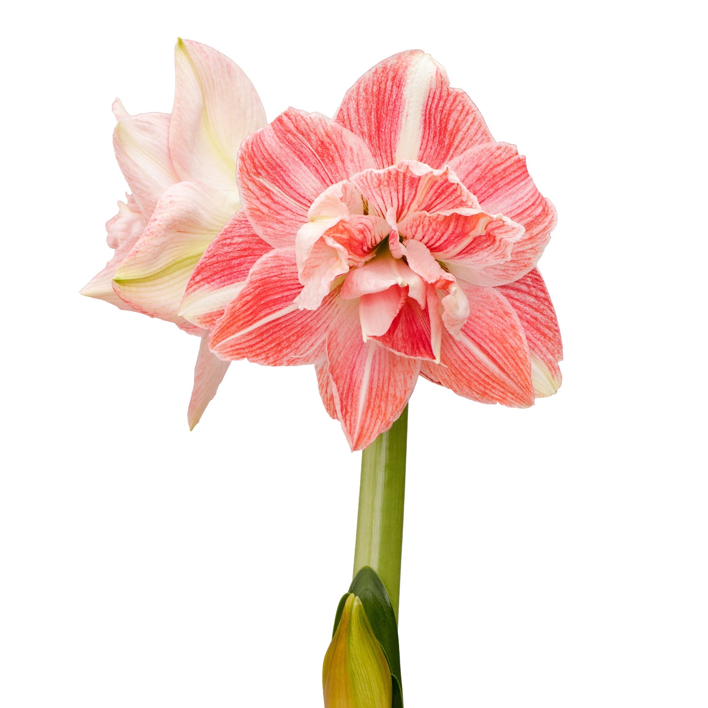 A single First Love Amaryllis flower from Blue Buddha Farm set against a softly blurred backdrop, emphasizing its charming pink petals and the elegance of its structure