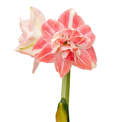 A single First Love Amaryllis flower from Blue Buddha Farm set against a softly blurred backdrop, emphasizing its charming pink petals and the elegance of its structure