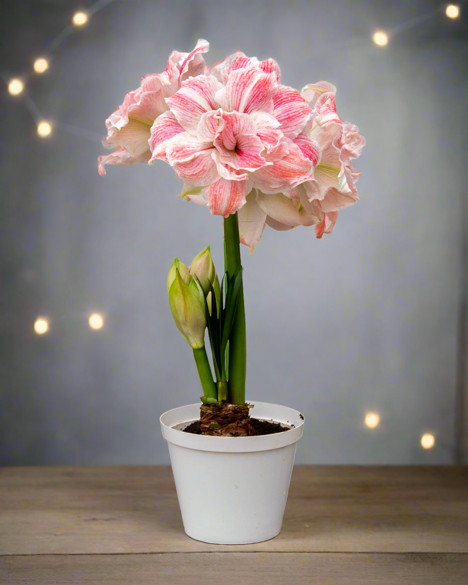 A dynamic display of First Love Amaryllis from Blue Buddha Farm in a serene garden setting, with blooms reaching gracefully towards the sky, symbolizing love and new beginnings.