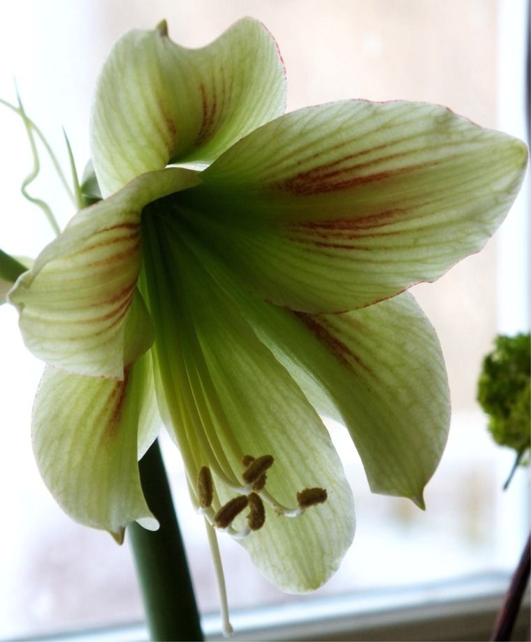 A captivating image of multiple Graffiti Amaryllis blooms from Blue Buddha Farm, artfully arranged to form a stunning centerpiece that embodies creativity and vibrancy.