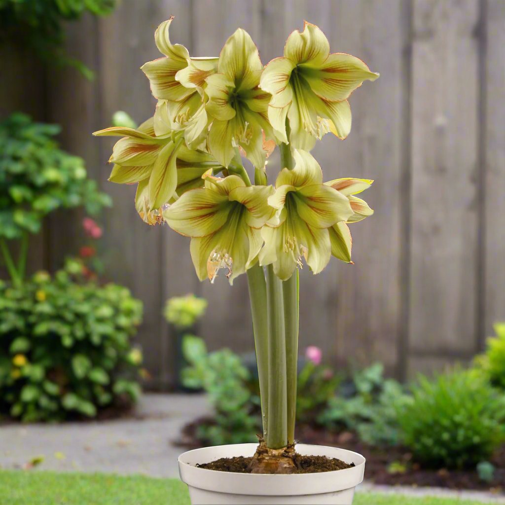 An elegant arrangement of Graffiti Amaryllis flowers from Blue Buddha Farm in a contemporary vase, perfectly styled to enhance their dynamic color scheme and unique design