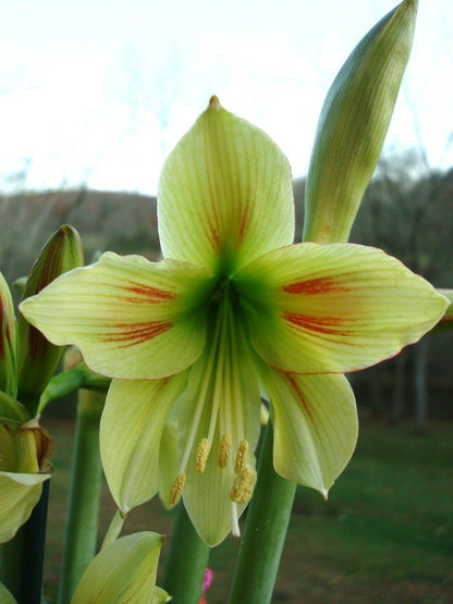 A close-up view of a Graffiti Amaryllis bloom from Blue Buddha Farm, highlighting the intricate patterns and rich colors that evoke a sense of artistic flair and energy.