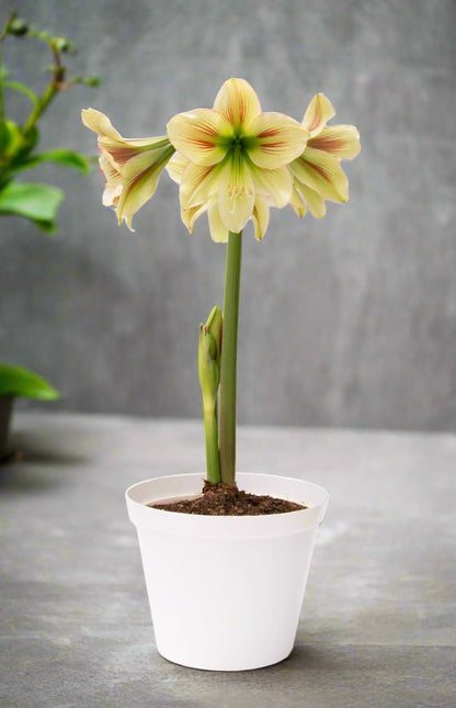 A Graffiti Amaryllis plant from Blue Buddha Farm basking in natural light, showcasing its captivating blooms and healthy green leaves, creating an inviting atmosphere.