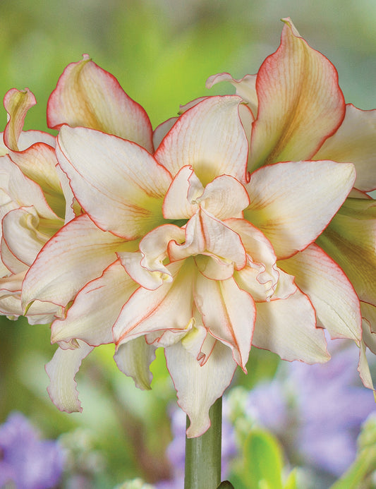 A close-up view of a Harlequin Amaryllis bloom from Blue Buddha Farm, highlighting the crisp white petals with vibrant red tips, capturing its unique and artistic beauty.