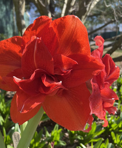 A dynamic display of Inferno Amaryllis from Blue Buddha Farm in a garden setting, with vibrant flowers reaching towards the sky, symbolizing boldness and individuality.